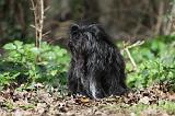 PETIT CHIEN LION 295